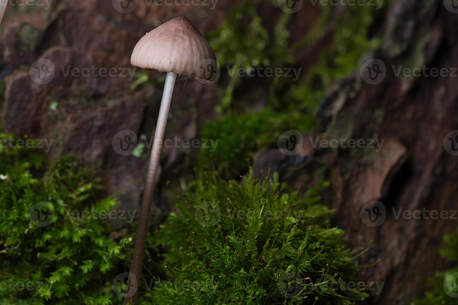 Orange filigree mushrooms in moss on forest floor. Macro view from the habitat. photo