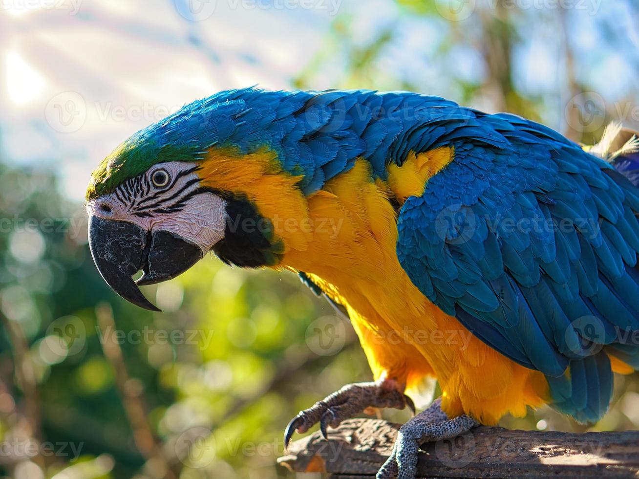 Portrait of a yellow macaw on a branch. The parrot bird is an endangered species photo