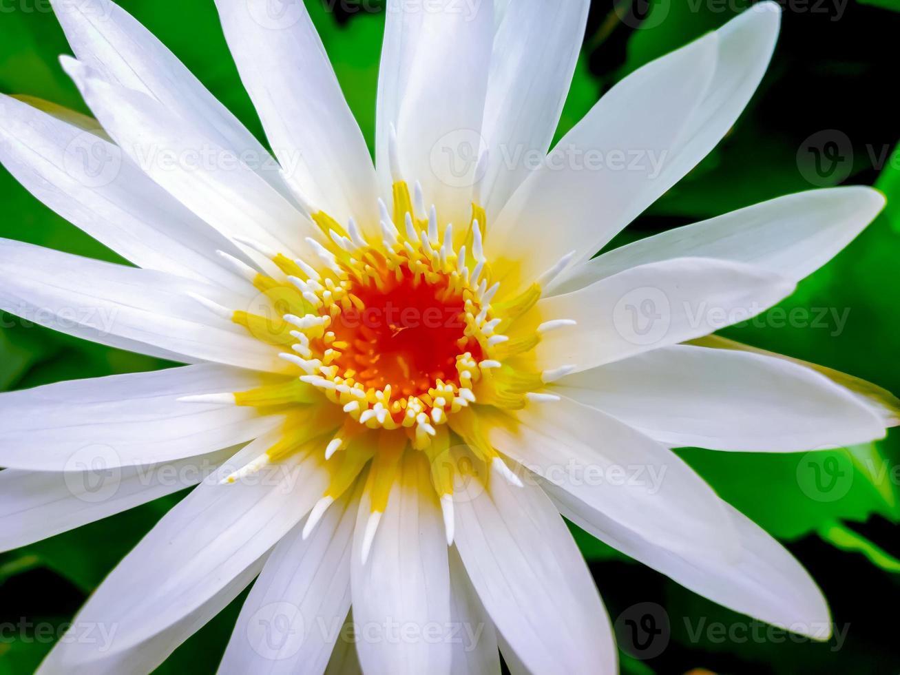 White lotuses with bright yellow cores blooming above the water.  focus on lotus, blurry background photo