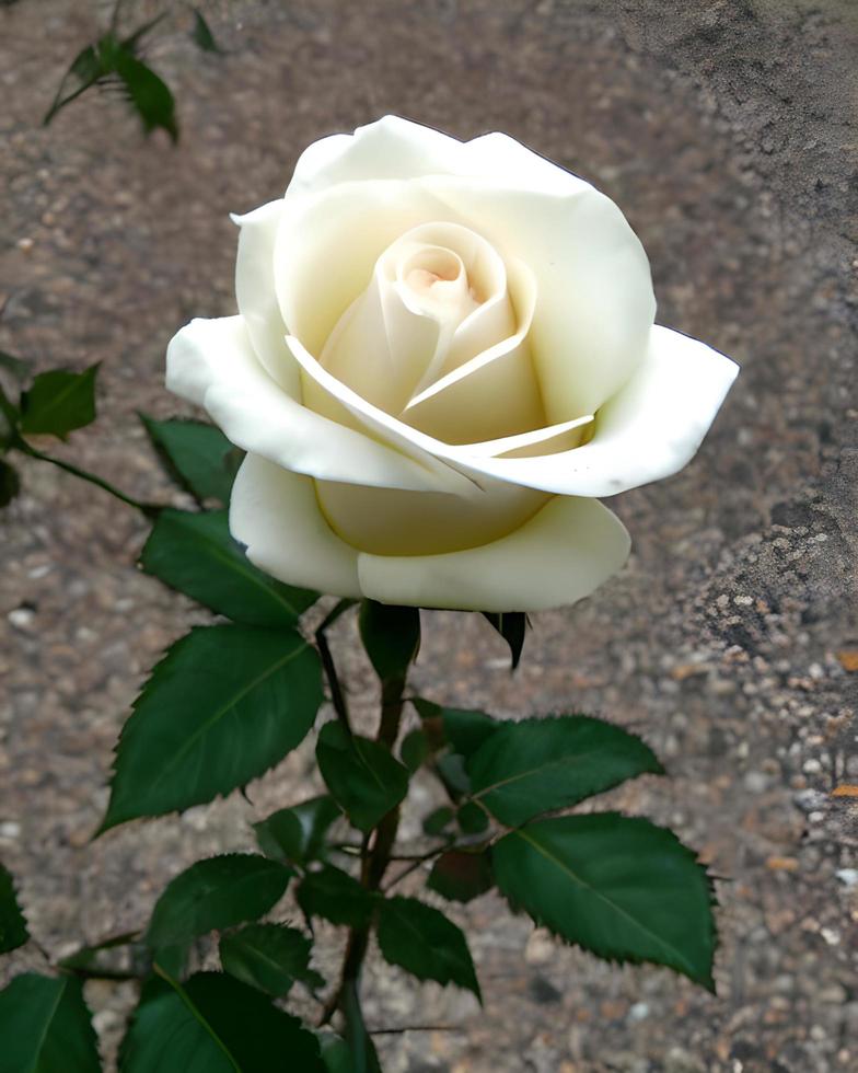 flores rosas blancas foto