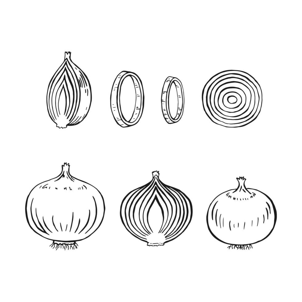 Set of onion outline. Hand drawn vector illustration. Farm market product, isolated vegetable.