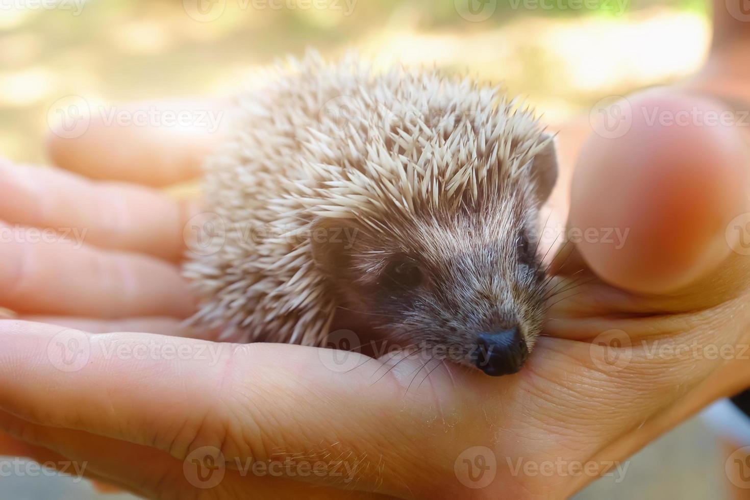 Small hedgehog in female hands on green background photo