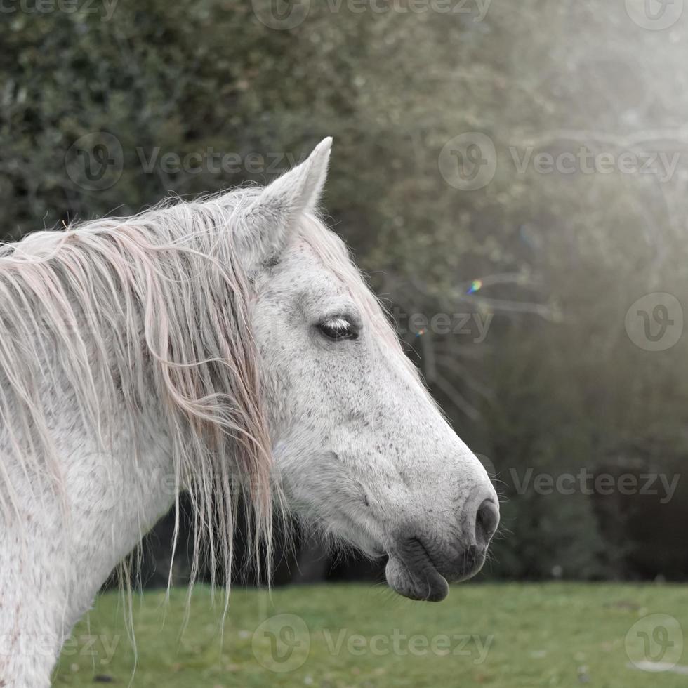 white horse portrait, rural scene photo