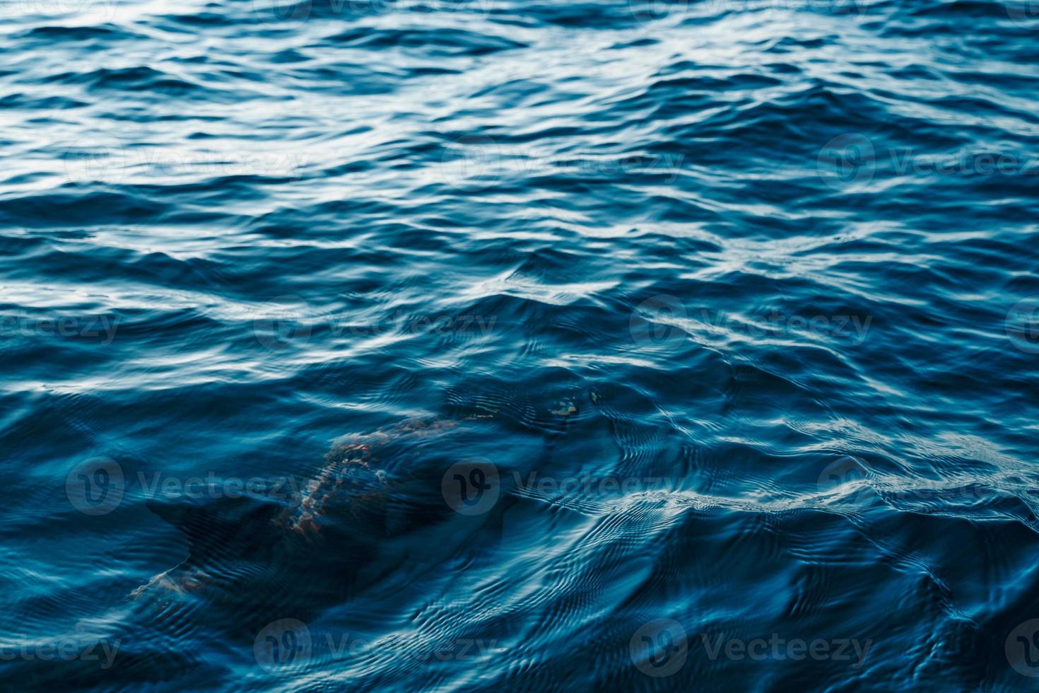 close up dolphin underwater in ocean photo