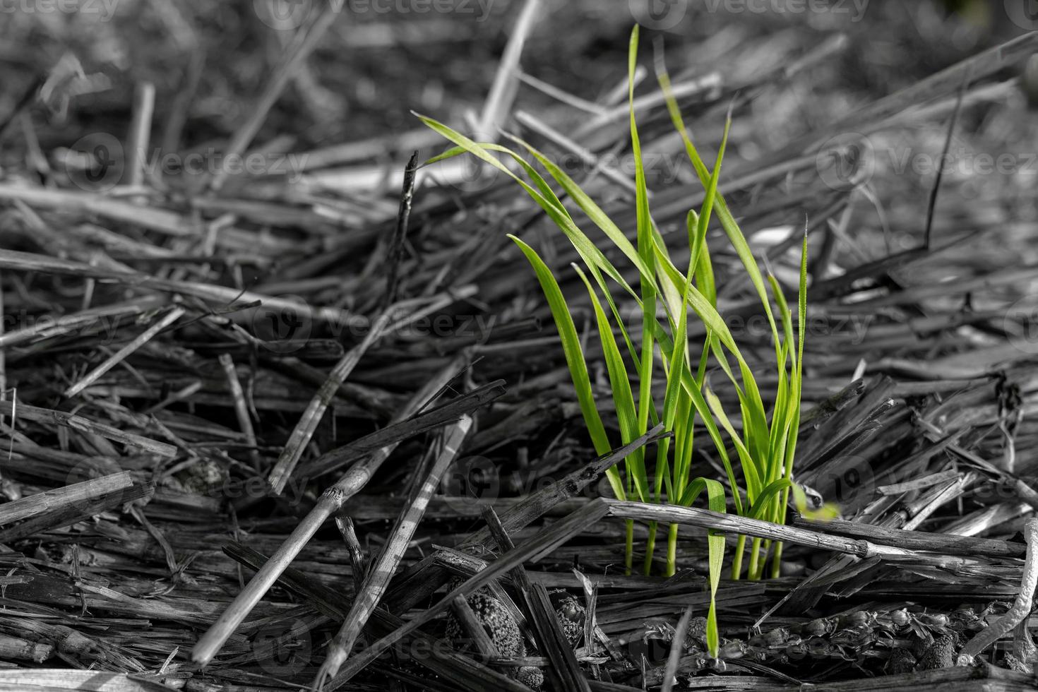 green blade of grass between hay in selective colour photo