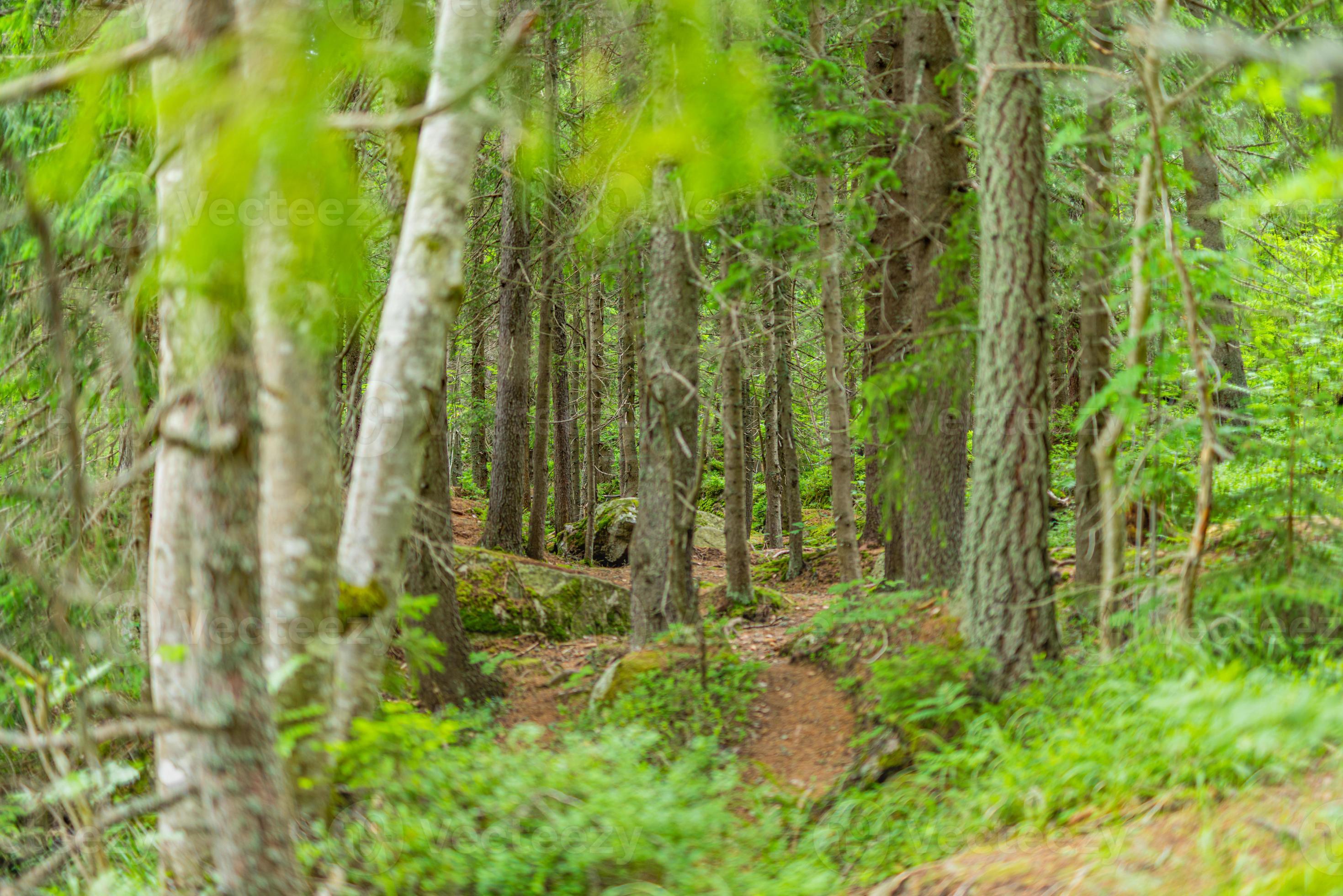 Beautiful pine forest scene in summer. Pathway in the park, idyllic