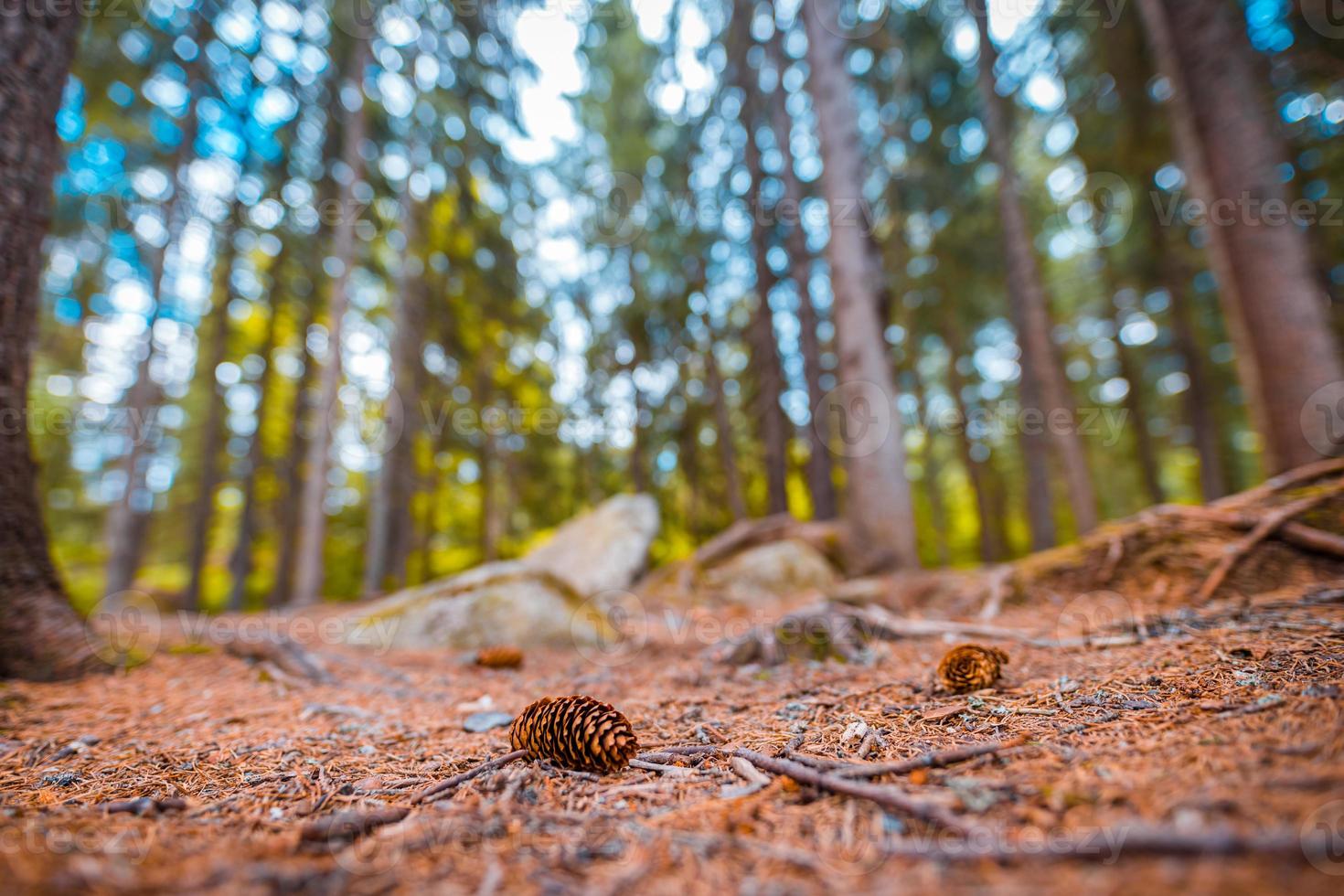 Beautiful majestic evergreen forest. Mighty pine, spruce trees, moss, plants, closeup pine cone on forest ground, blurred dreamy landscape. Abstract nature, inspire background. Foliage, bokeh trees photo