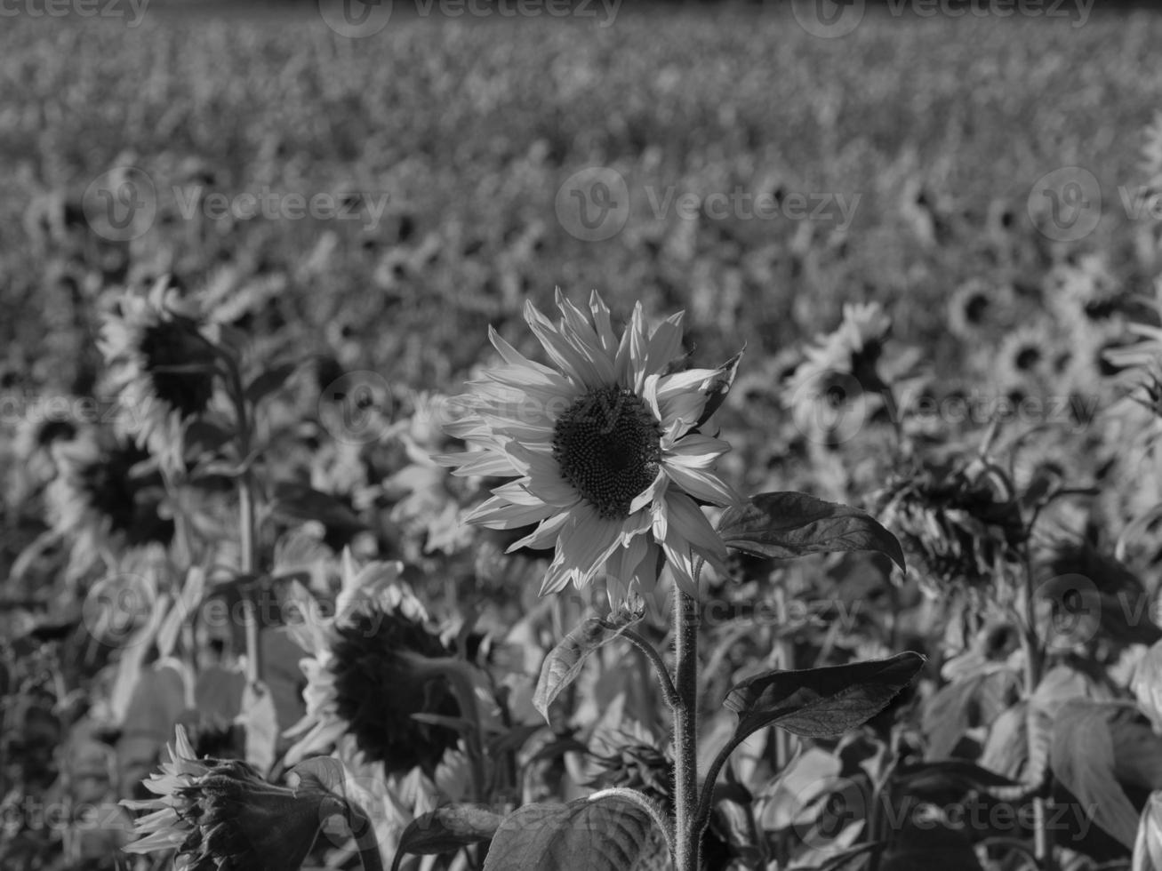 Sunflowers in westphalia photo