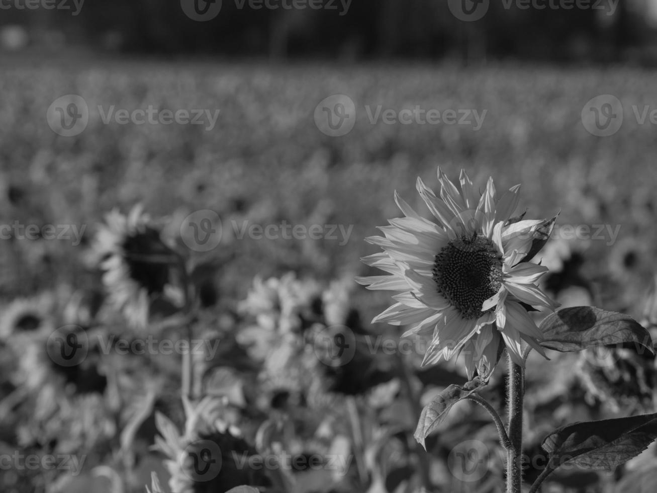 Sunflowers in westphalia photo