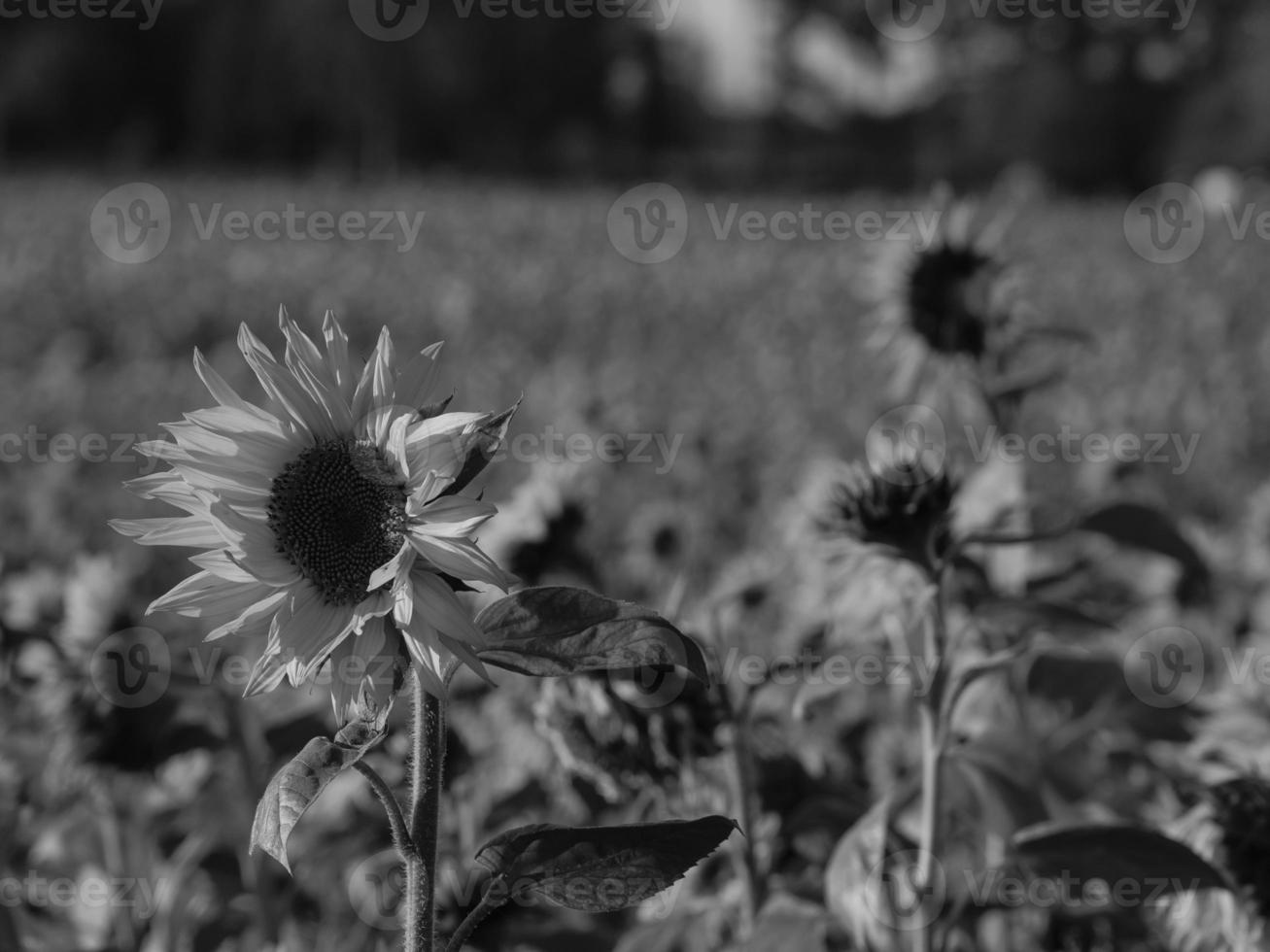 Sunflowers in westphalia photo