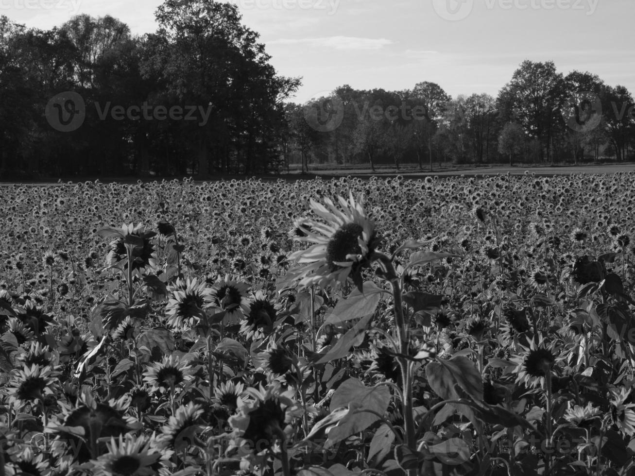 Sunflowers in westphalia photo