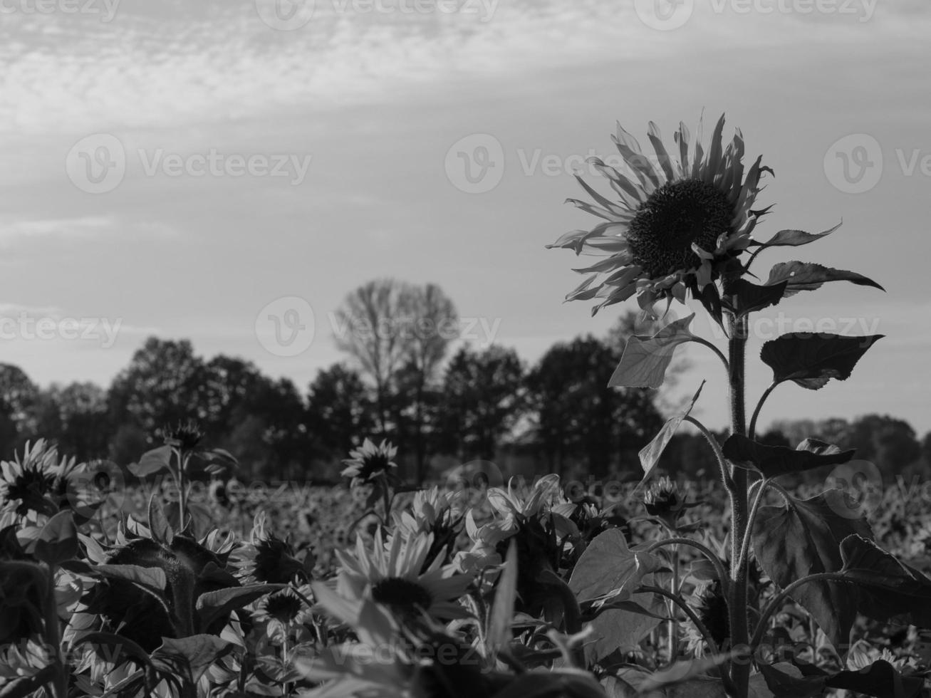 Sunflowers in westphalia photo