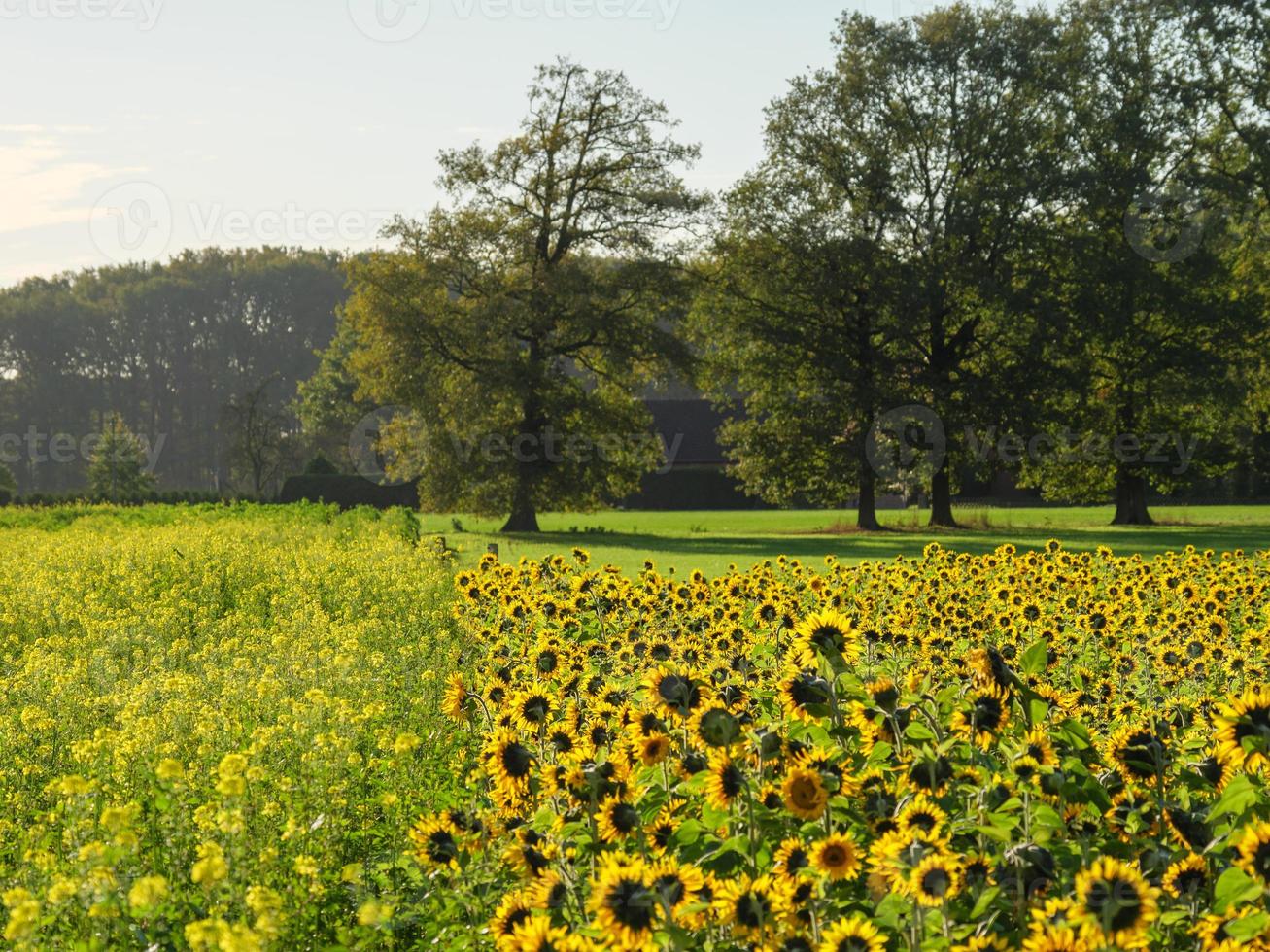 girasoles en westfalia foto