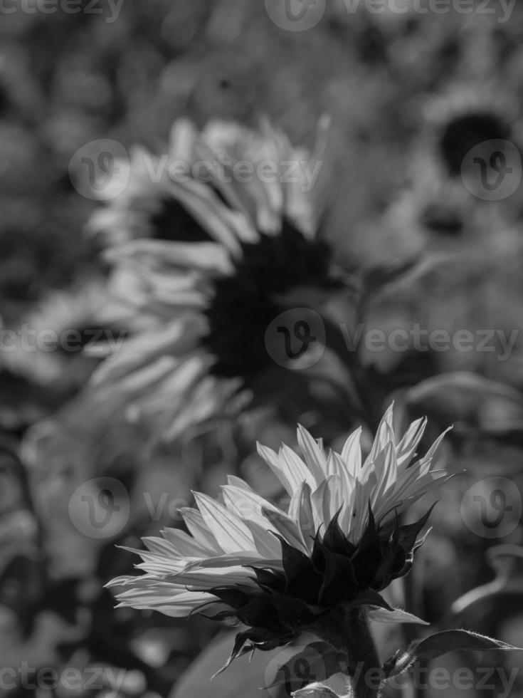 Sunflowers in westphalia photo