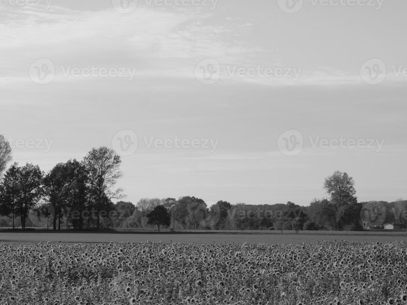 Sunflowers in westphalia photo