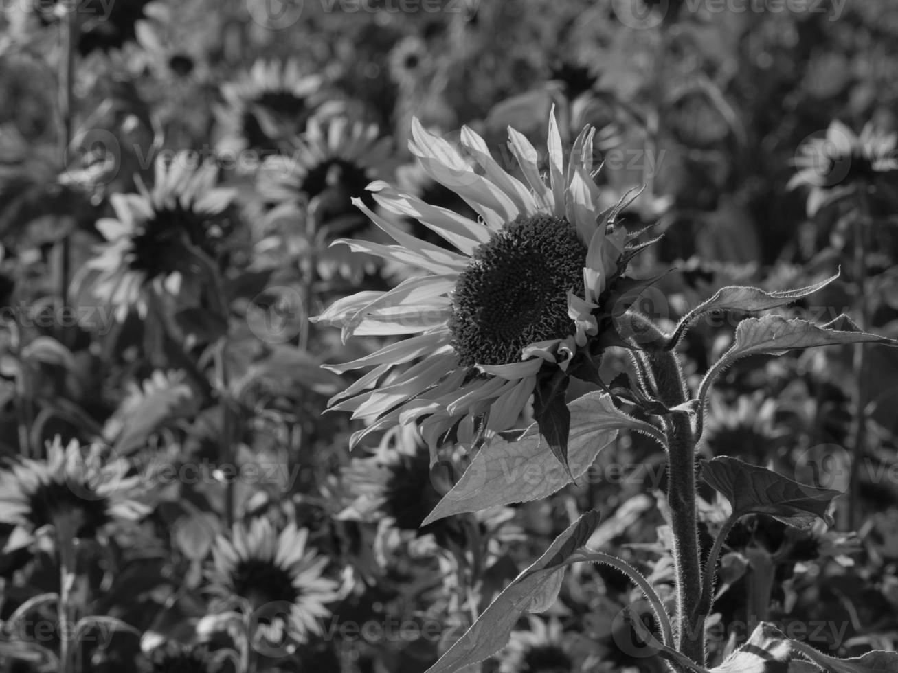 Sunflowers in westphalia photo