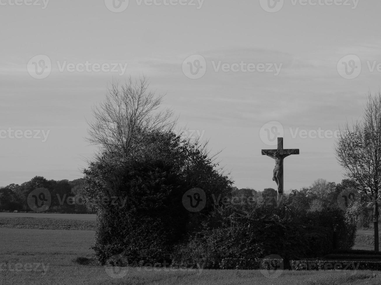 Sunflowers in westphalia photo