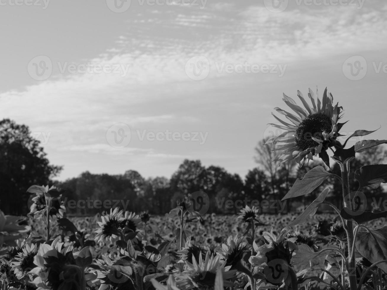 Sunflowers in westphalia photo