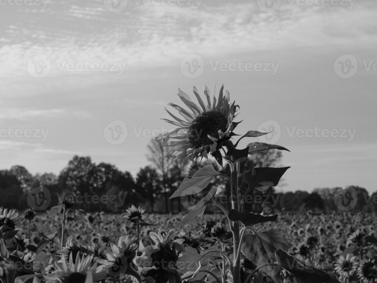 Sunflowers in westphalia photo