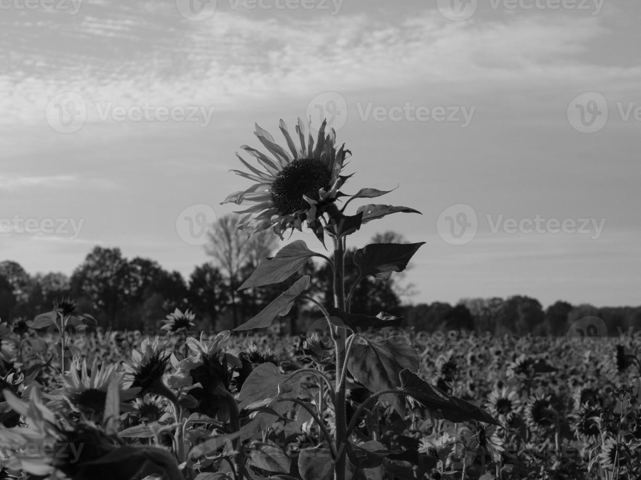 Sunflowers in westphalia photo