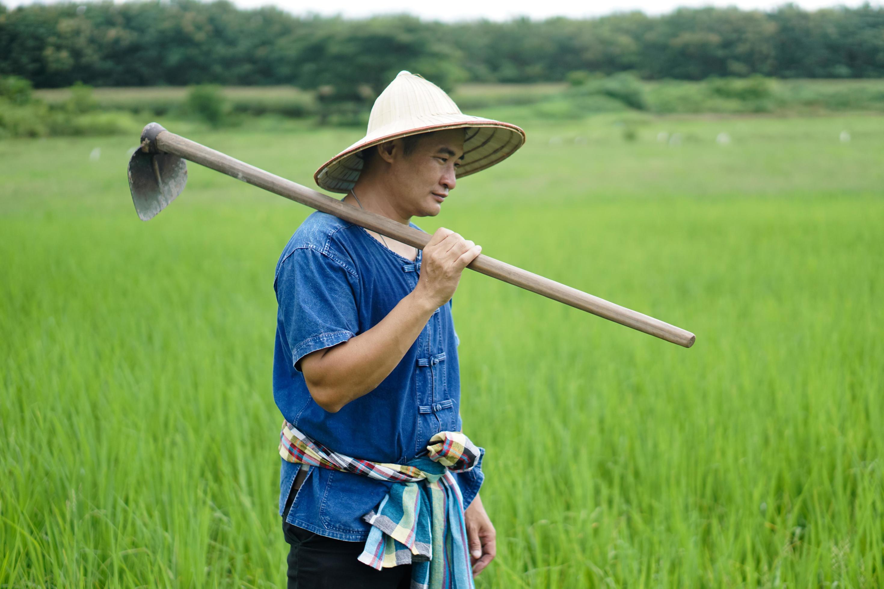 Asian man farmer is at paddy field, wears hat, blue shirt and holds a