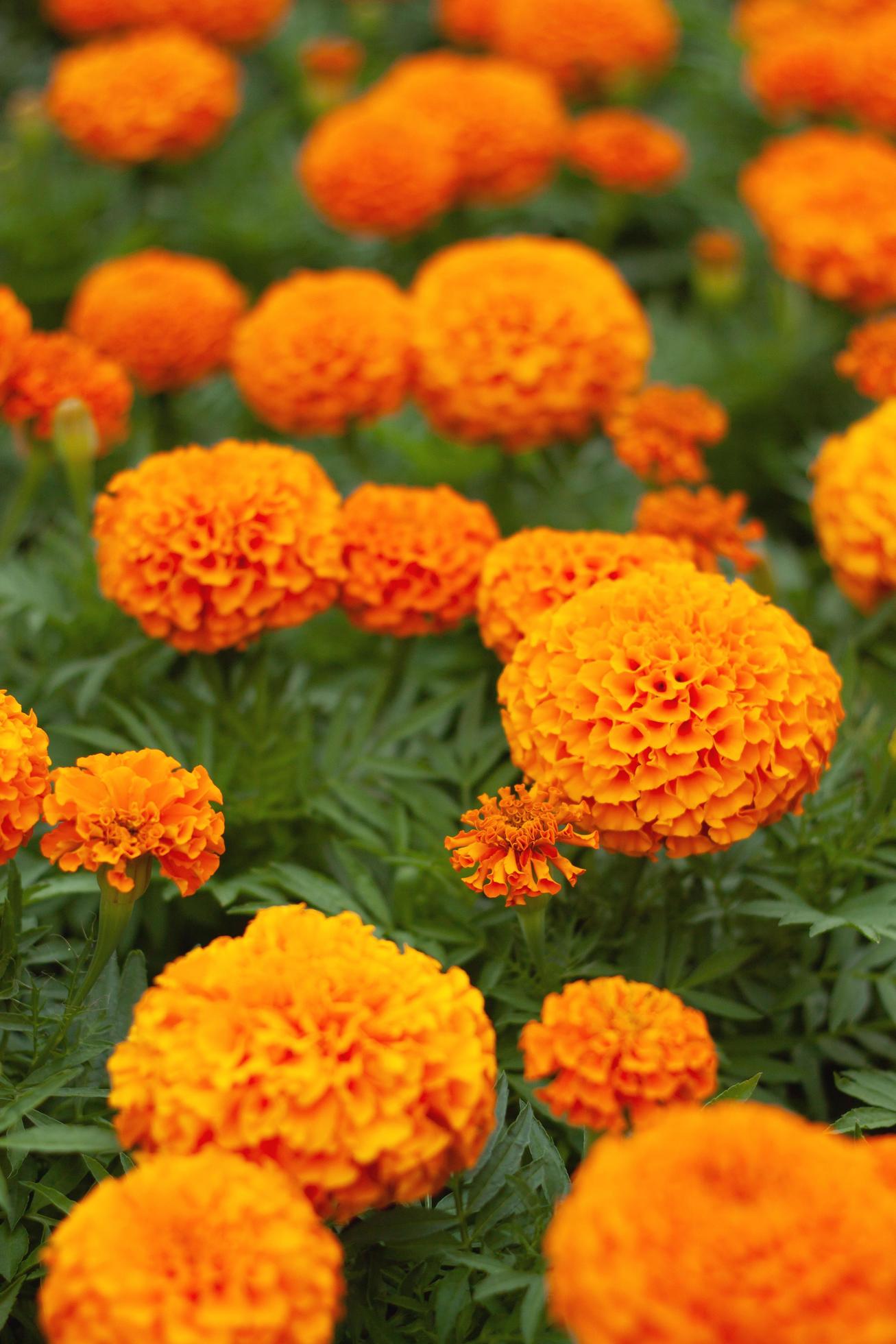 Beautiful orange flower buds vertical background. 13953564 Stock Photo at  Vecteezy