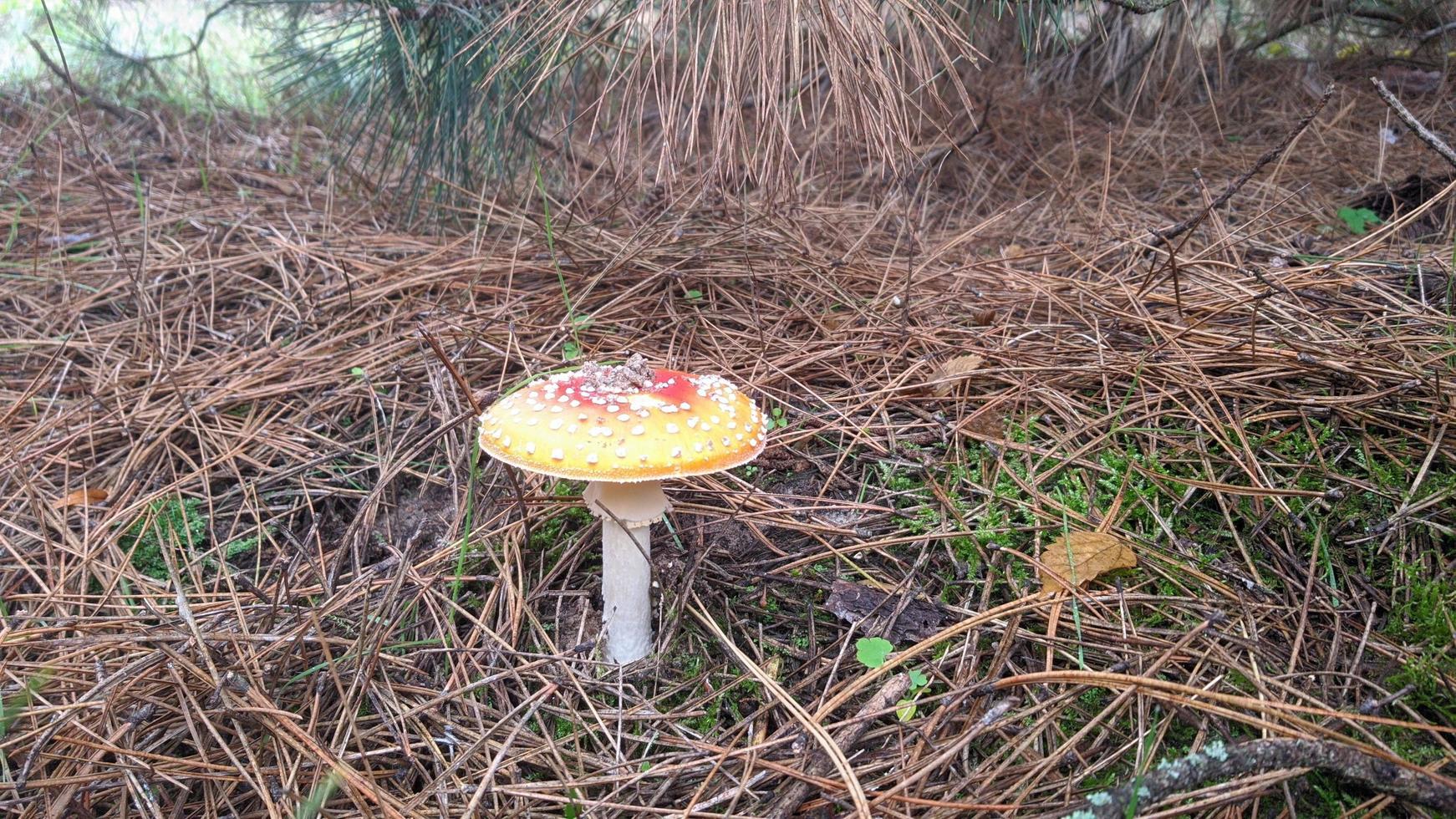 Beautiful fly agaric mushroom in an autumn forest among leaves, needles and twigs. photo