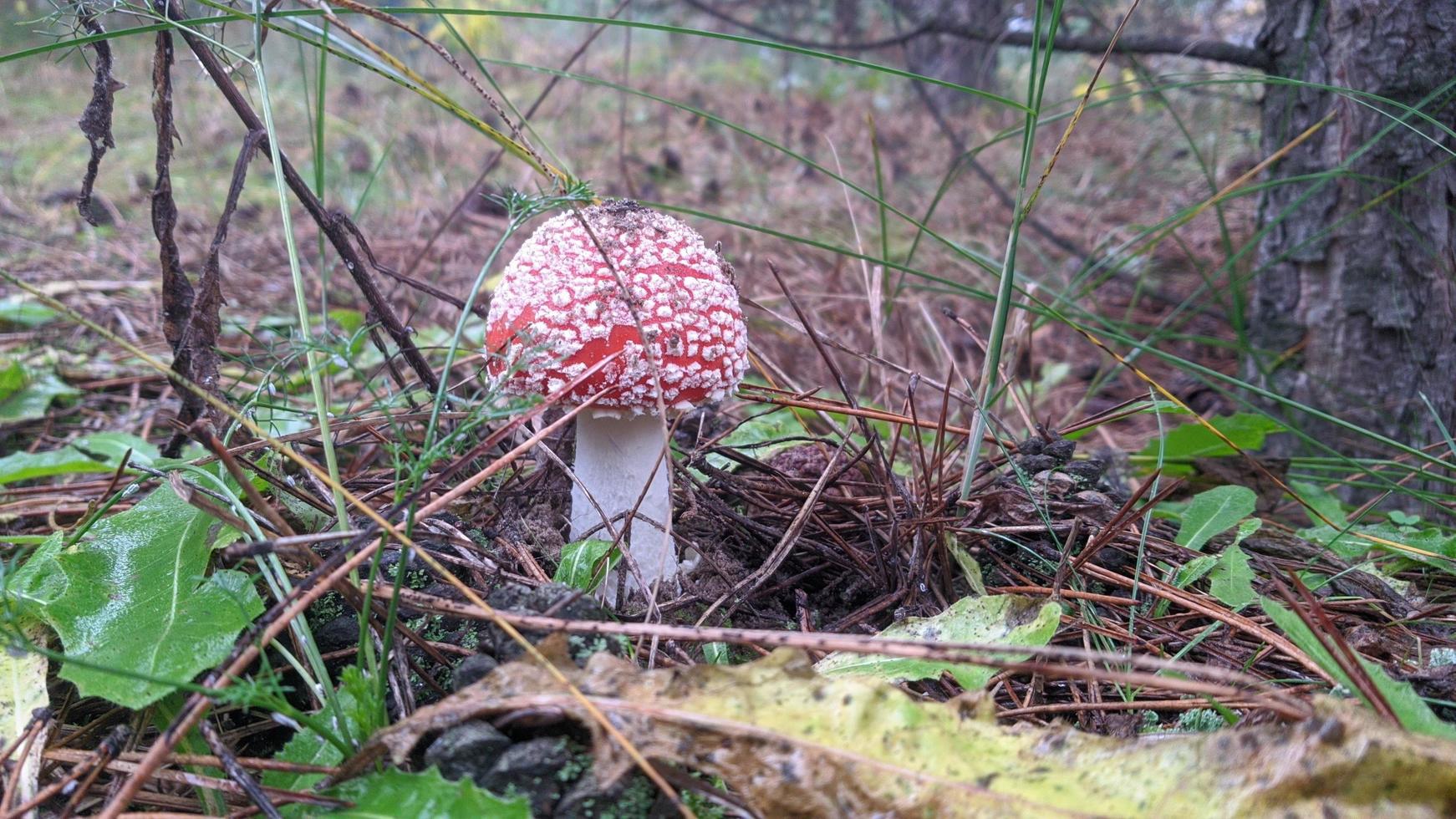 Beautiful fly agaric mushroom in an autumn forest among leaves, needles and twigs. photo