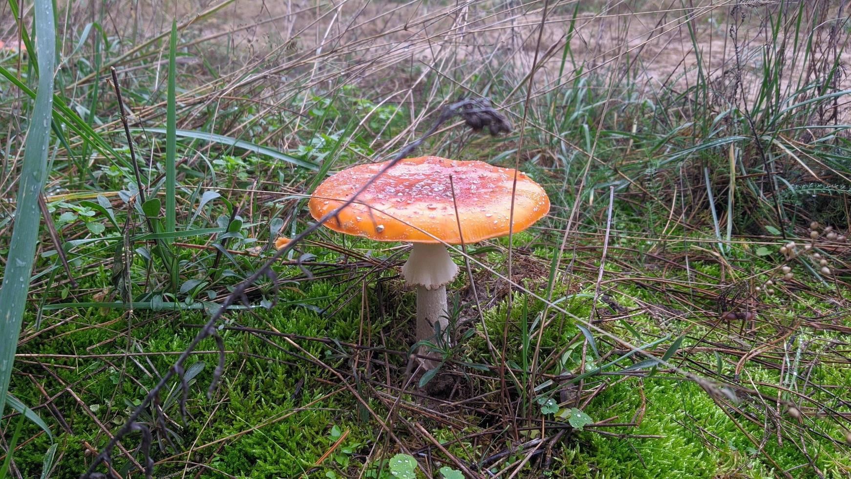 Beautiful fly agaric mushroom in an autumn forest among leaves, needles and twigs. photo