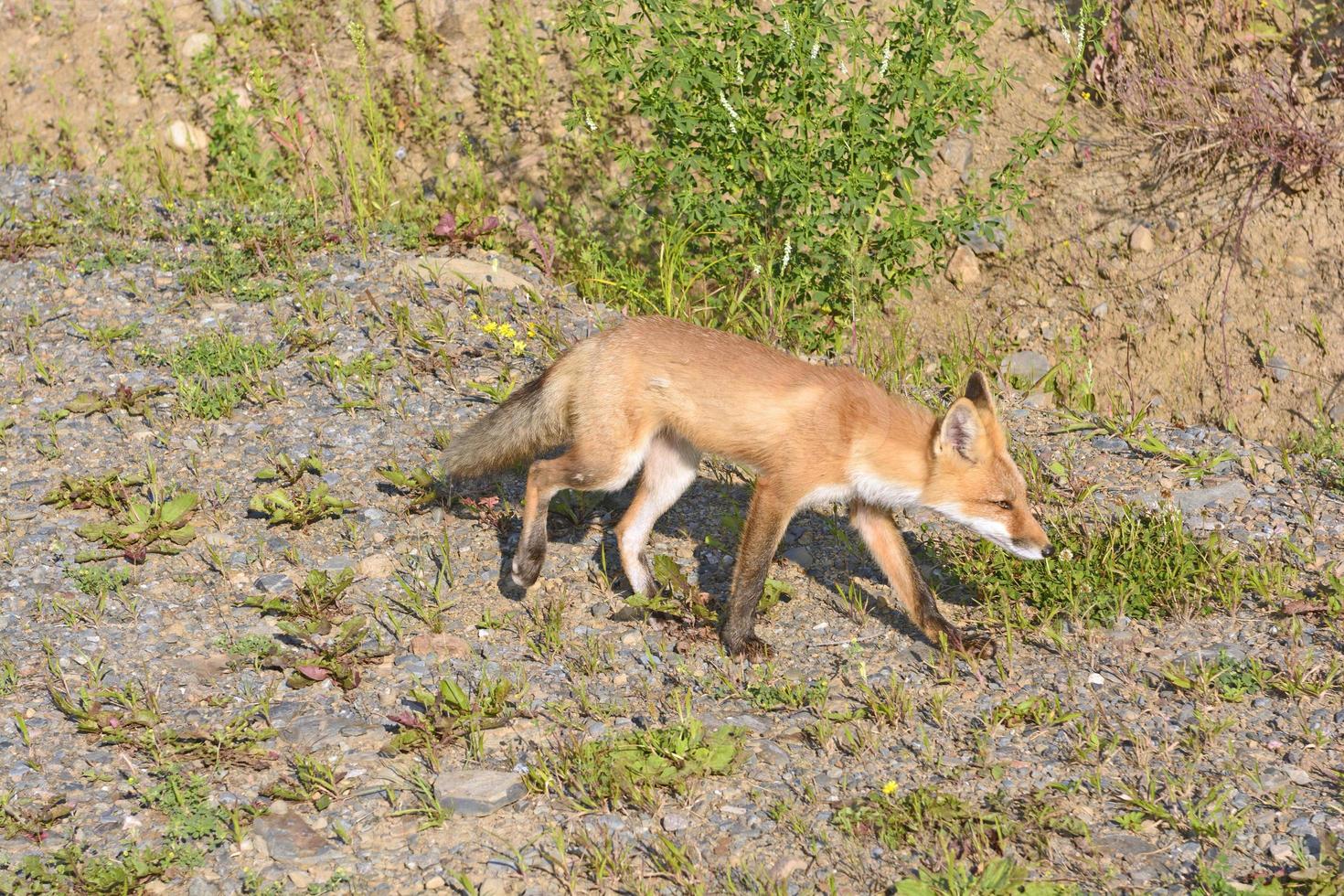 zorro rojo joven en un camino salvaje foto