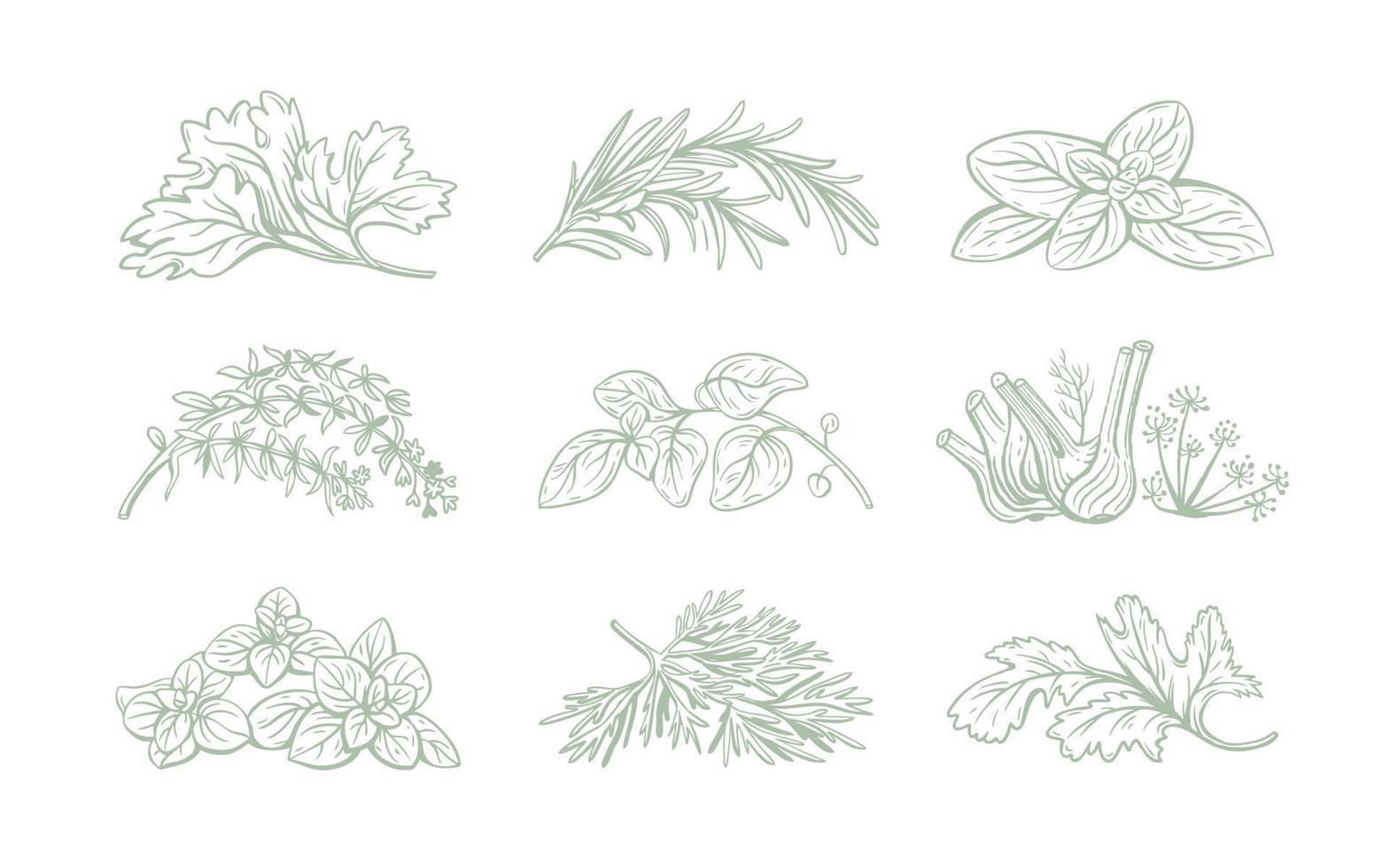 Vector set of linear illustrations with spices and herbs, basil, parsley, coriander, rosemary, cinnamon, chili, pepper, thyme, turmeric, black pepper, ginger, oregano, cumin, poppy