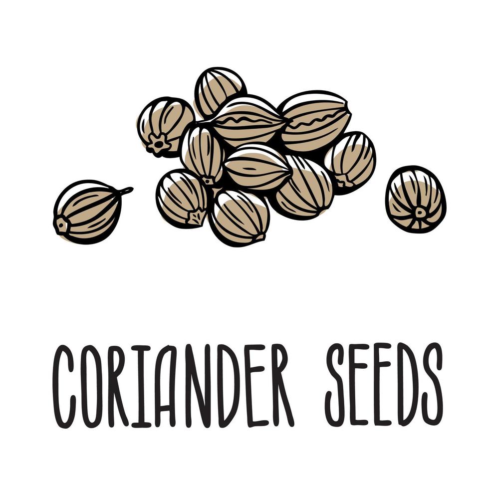 A grain of coriander. Vector isolated illustration of coriander spices on a white background with the inscription