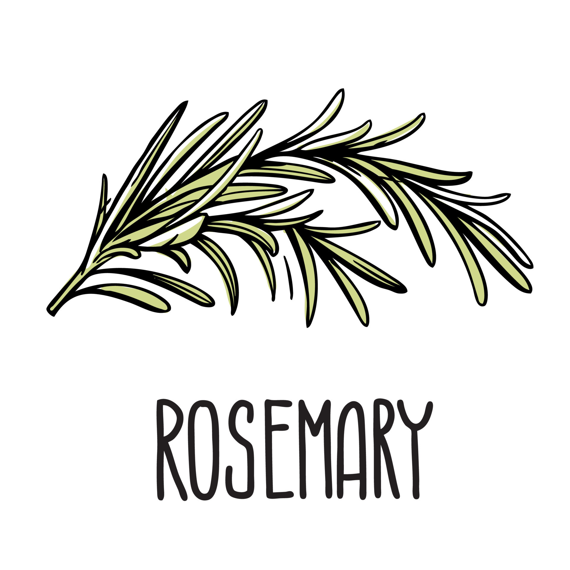 A green sprig of rosemary. Vector isolated illustration of grass