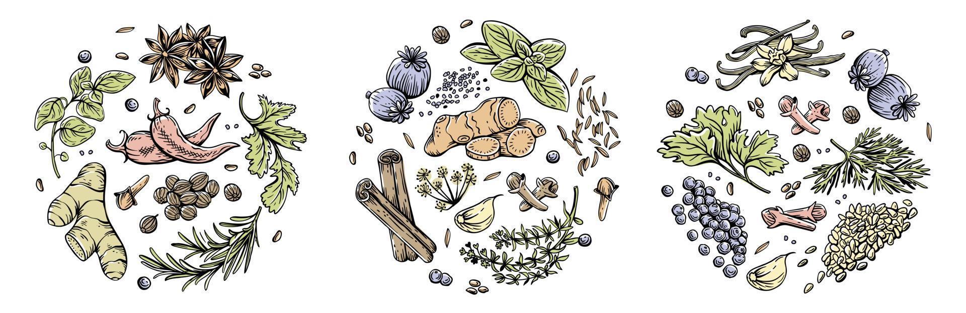 Vector set of linear illustrations with spices and herbs, basil, parsley, coriander, rosemary, cinnamon, chili, pepper, thyme, turmeric, black pepper, anise, garlic, dill