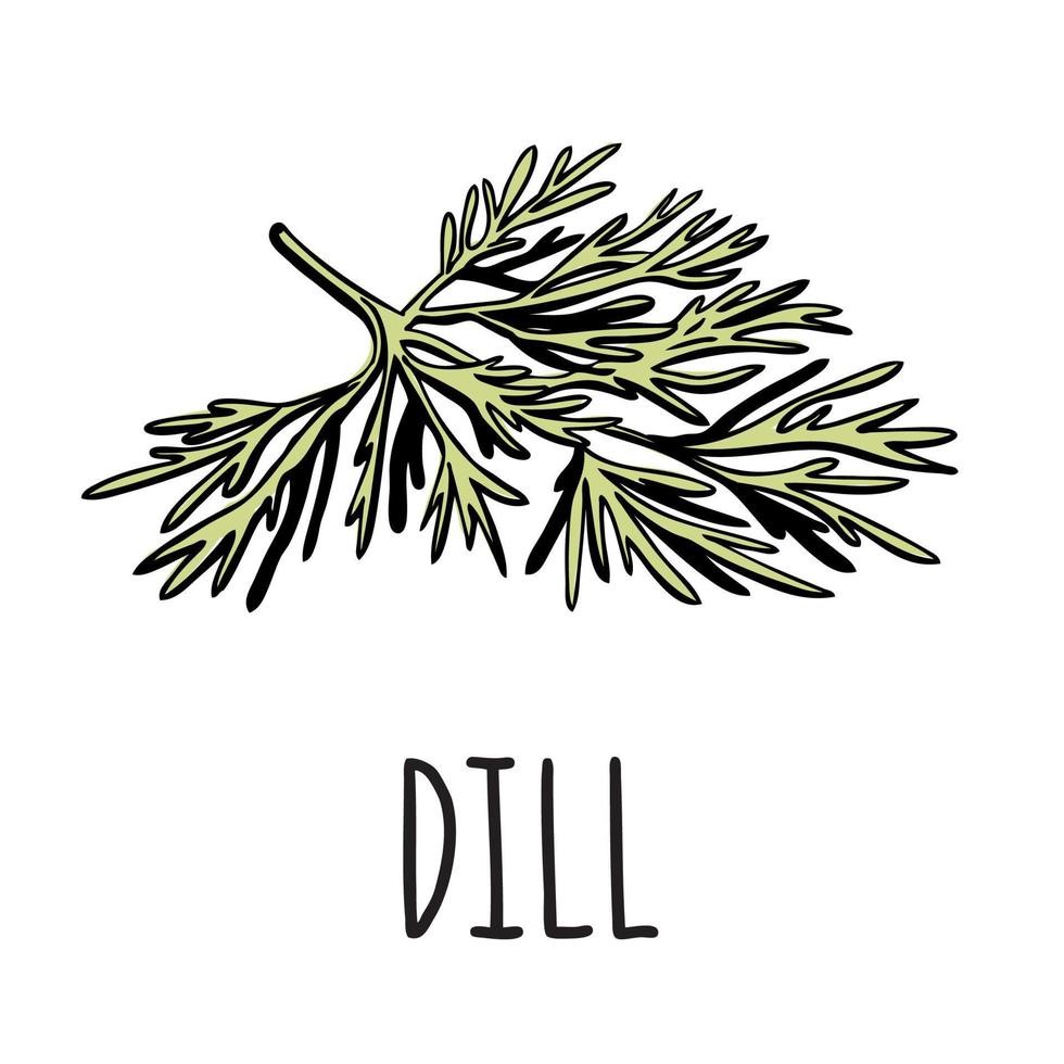 A green sprig of dill. Vector isolated illustration of grass on a white background with the inscription