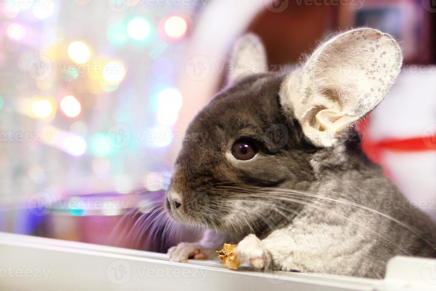 la linda chinchilla marrón está comiendo manzana seca sobre un fondo de adornos navideños y luces navideñas. temporada de invierno y regalos para mascotas de año nuevo. foto