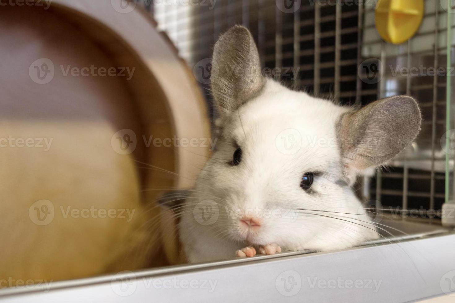 linda chinchilla de color blanco está sentada en su casa y mirando a la cámara, vista frontal. foto