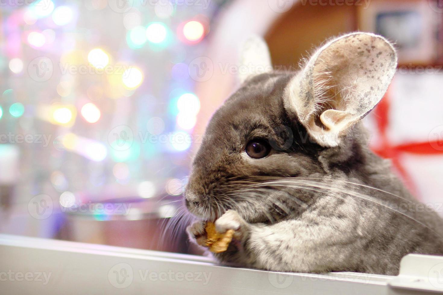 la linda chinchilla marrón está comiendo manzana seca sobre un fondo de adornos navideños y luces navideñas. temporada de invierno y regalos para mascotas de año nuevo. foto