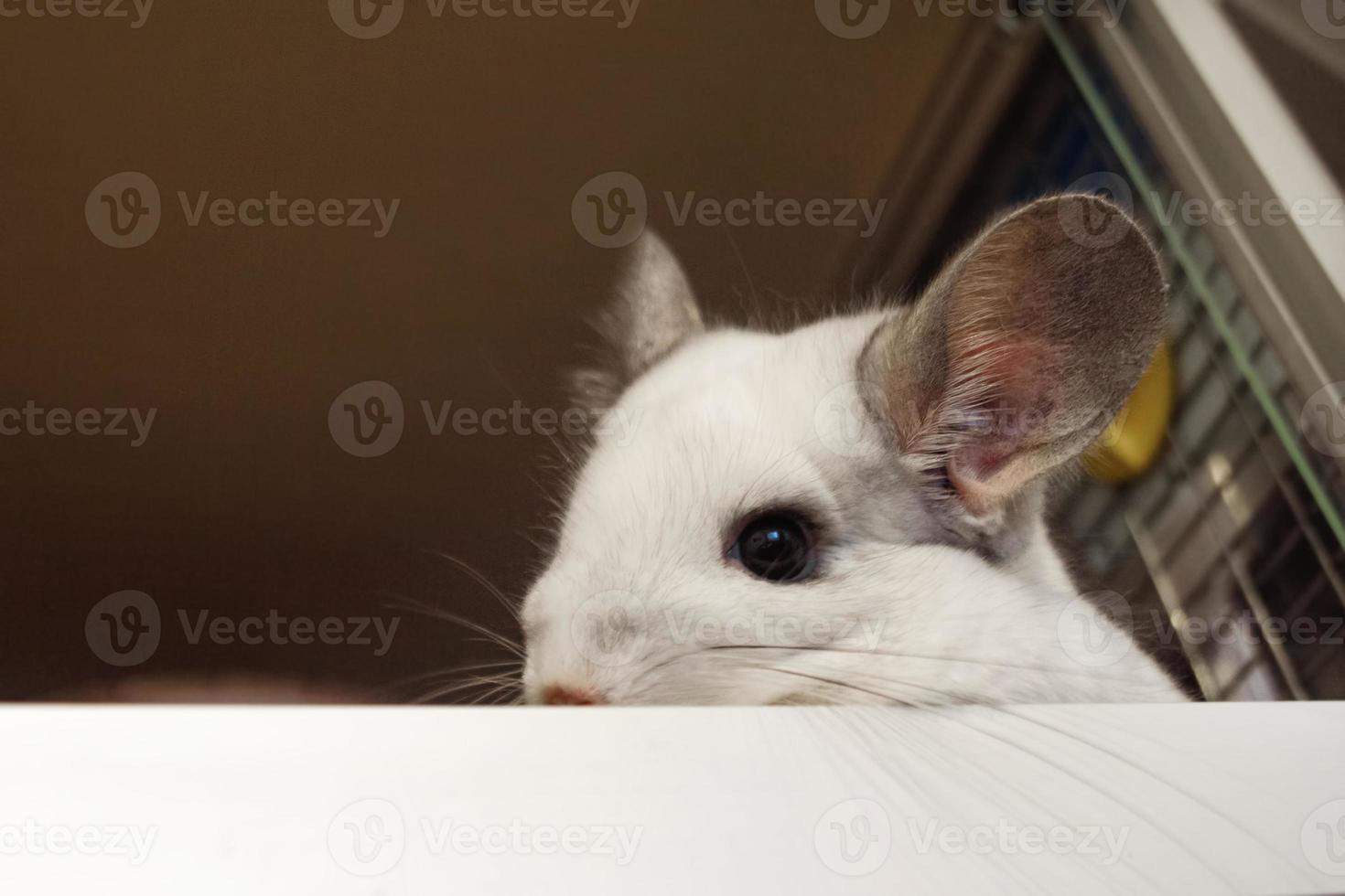 retrato de linda chinchilla de color blanco en su casa, vista lateral. foto