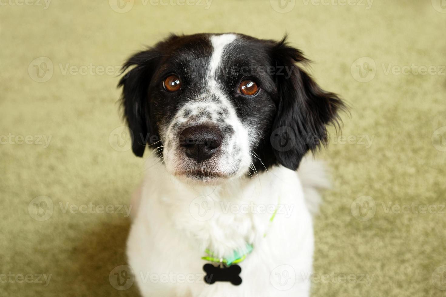 Adorable black and white long-haired dog is looking into the camera. photo