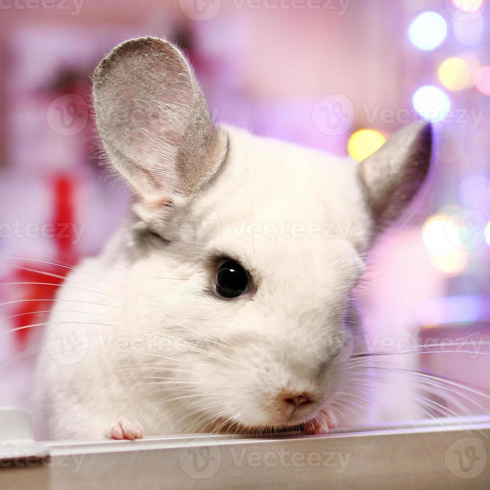 retrato de linda chinchilla blanca sobre un fondo de adornos navideños y luces navideñas. temporada de invierno y regalos para mascotas de año nuevo. foto