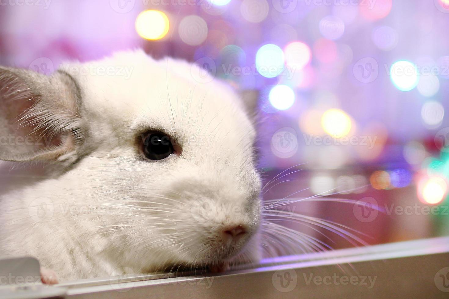 Portrait of white chinchilla on a background of Christmas lights. Winter season and New Year pet gifts. photo