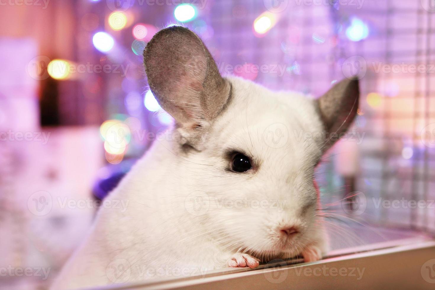 Portrait of cute white chinchilla on a background of Christmas decorations and Christmas lights. Winter season and New Year pet gifts. photo