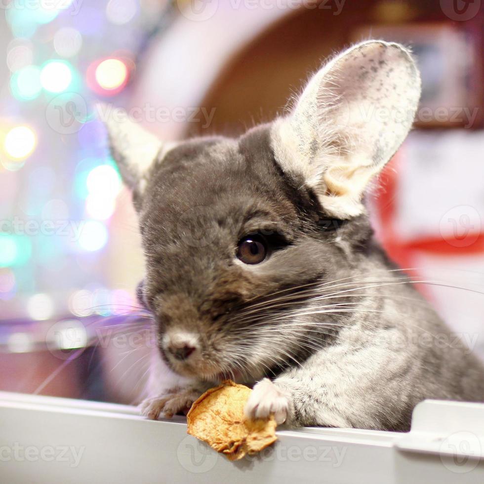 la linda chinchilla marrón está comiendo manzana seca sobre un fondo de adornos navideños y luces navideñas. temporada de invierno y regalos para mascotas de año nuevo. foto