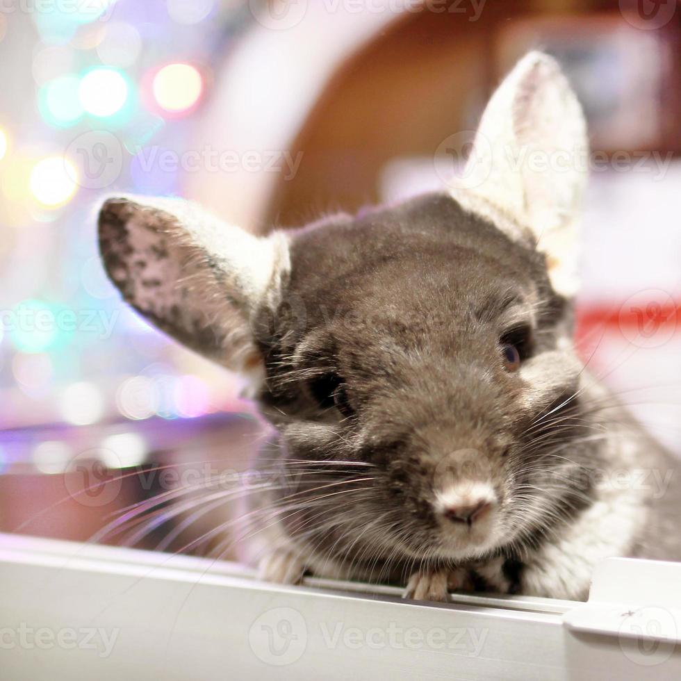 retrato de linda chinchilla marrón sobre un fondo de adornos navideños y luces navideñas. temporada de invierno y regalos para mascotas de año nuevo. foto