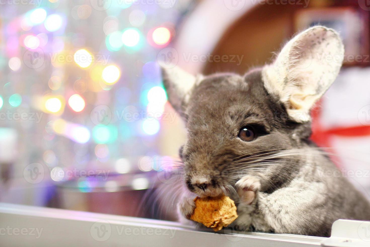 Cute brown chinchilla is eating dry apple on a background of Christmas decorations and Christmas lights. Winter season and New Year pet gifts. photo