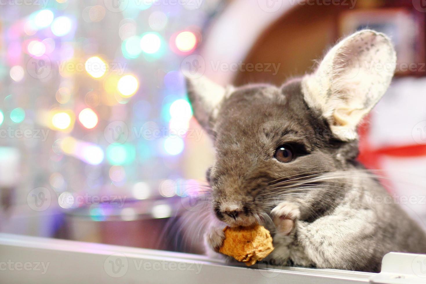 la linda chinchilla marrón está comiendo manzana seca sobre un fondo de adornos navideños y luces navideñas. temporada de invierno y regalos para mascotas de año nuevo. foto