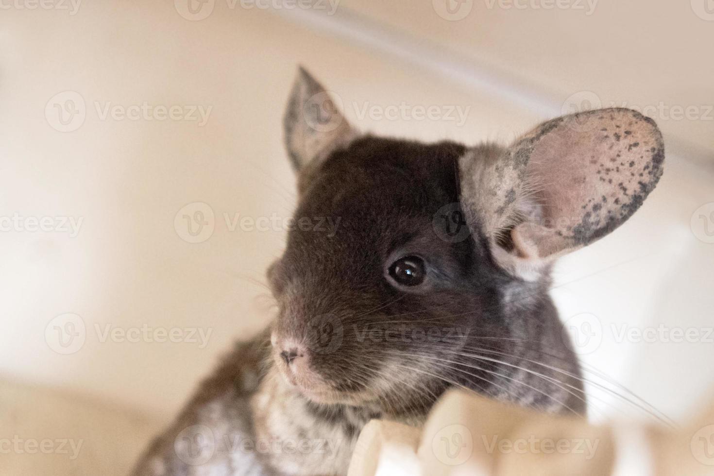 retrato de lindo color terciopelo marrón chinchilla, vista lateral. foto