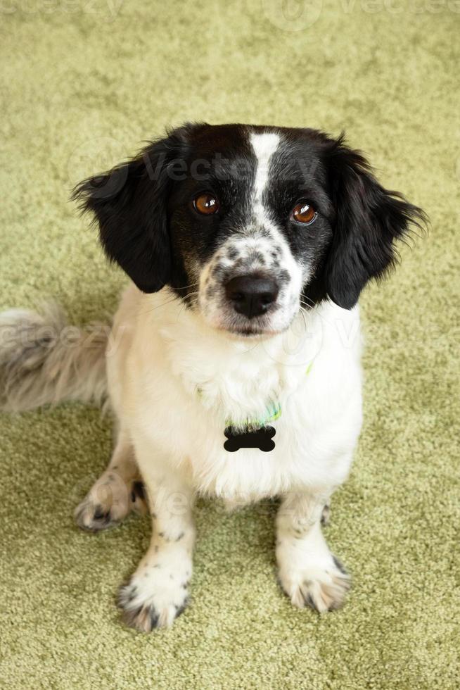 Portrait of adorable black and white long-haired dog on a green background. photo