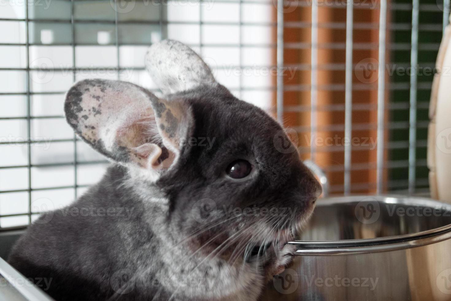 Cute chinchilla of brown velvet color is sitting in its house near to bowl with food, side view. Breakfast time. photo